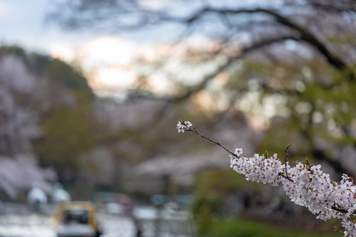 f:id:rion9raven:20190404222553j:plain