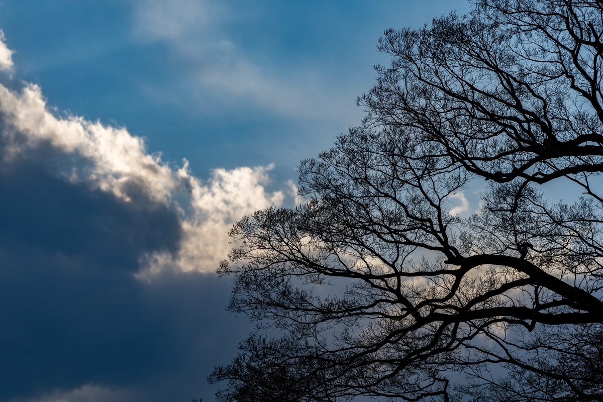 f:id:rion9raven:20190404222625j:plain