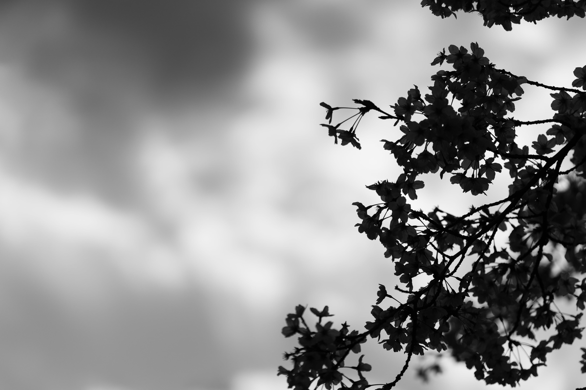 f:id:rion9raven:20190404222655j:plain