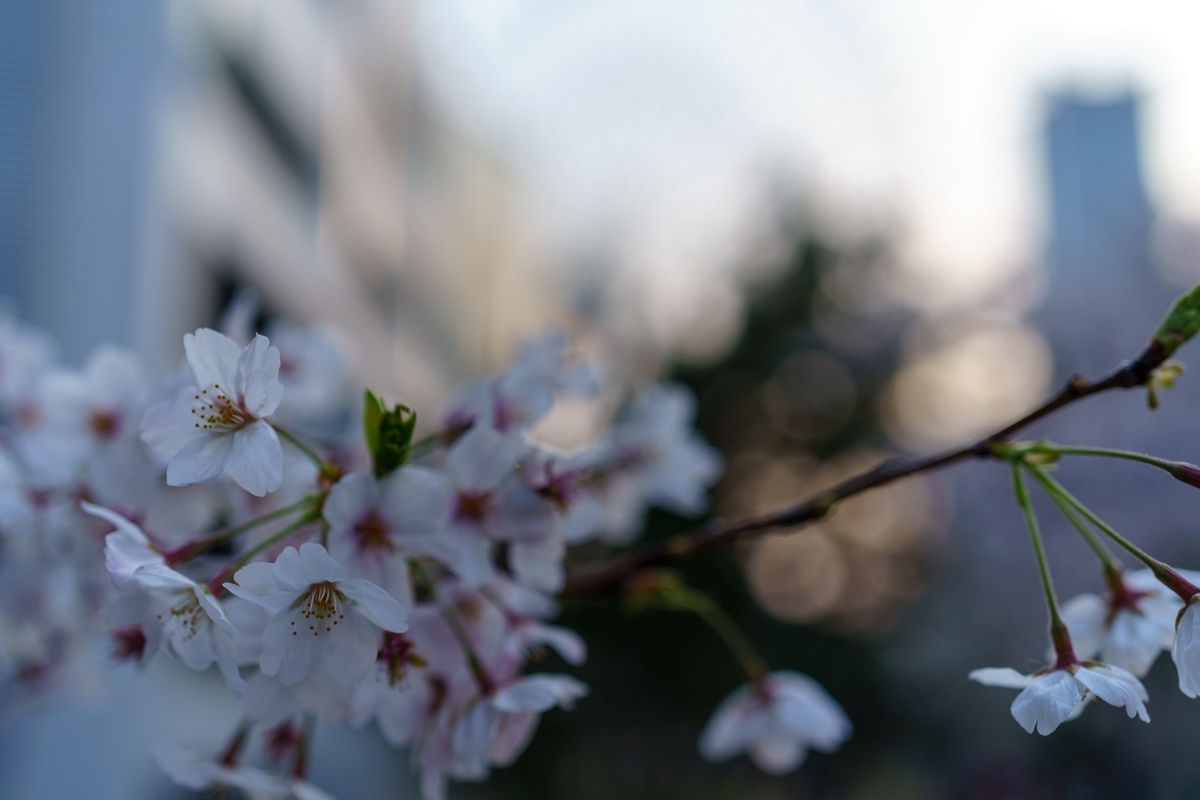 f:id:rion9raven:20190417002416j:plain