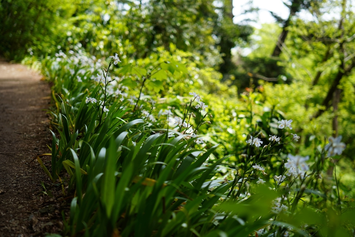 f:id:rion9raven:20190515231643j:plain