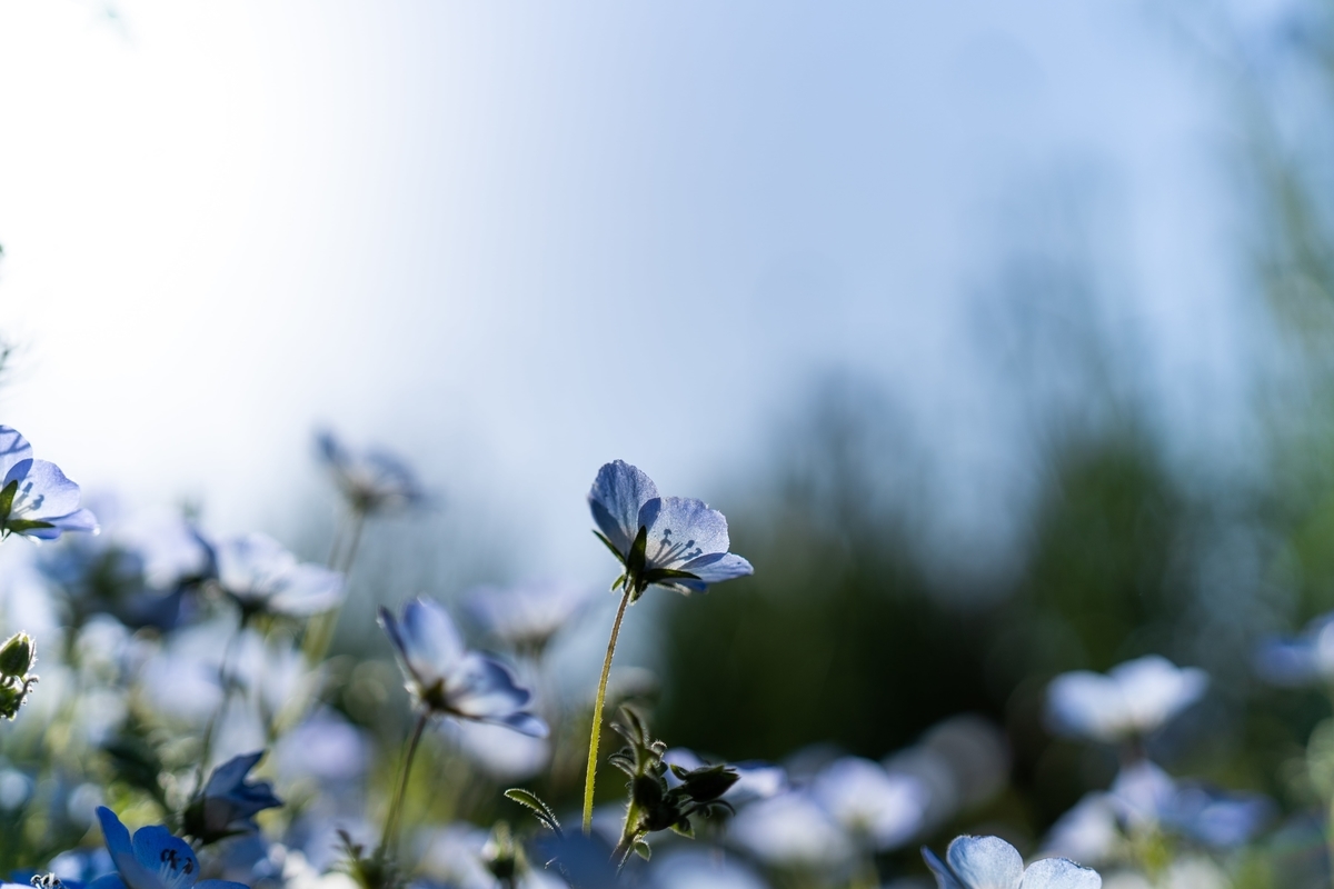 f:id:rion9raven:20190519233845j:plain
