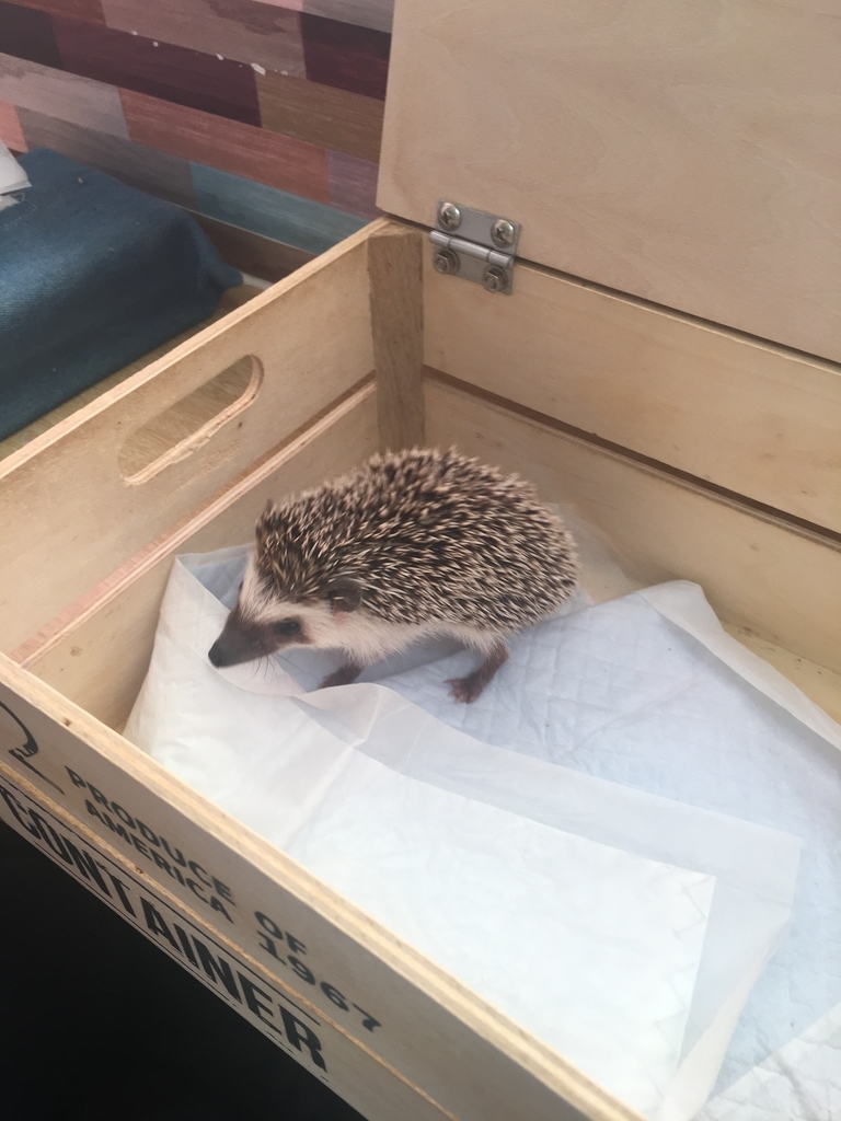 f:id:rioner2525:20190225110852j:plain