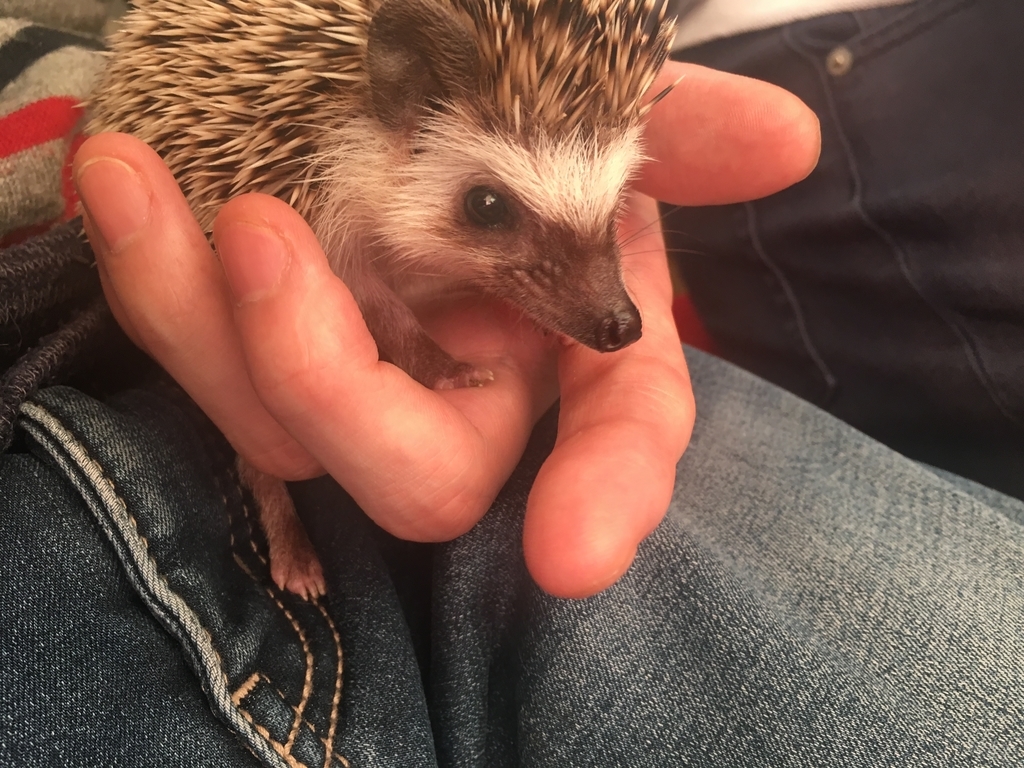 f:id:rioner2525:20190225111017j:plain