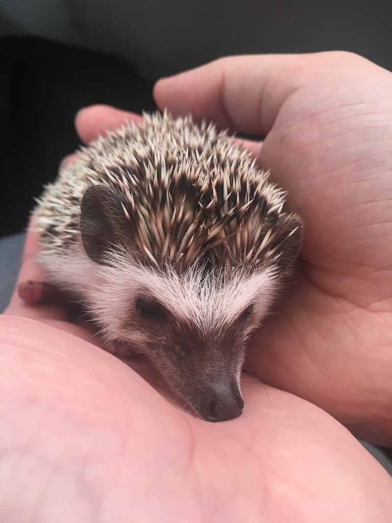 f:id:rioner2525:20190225111446j:plain