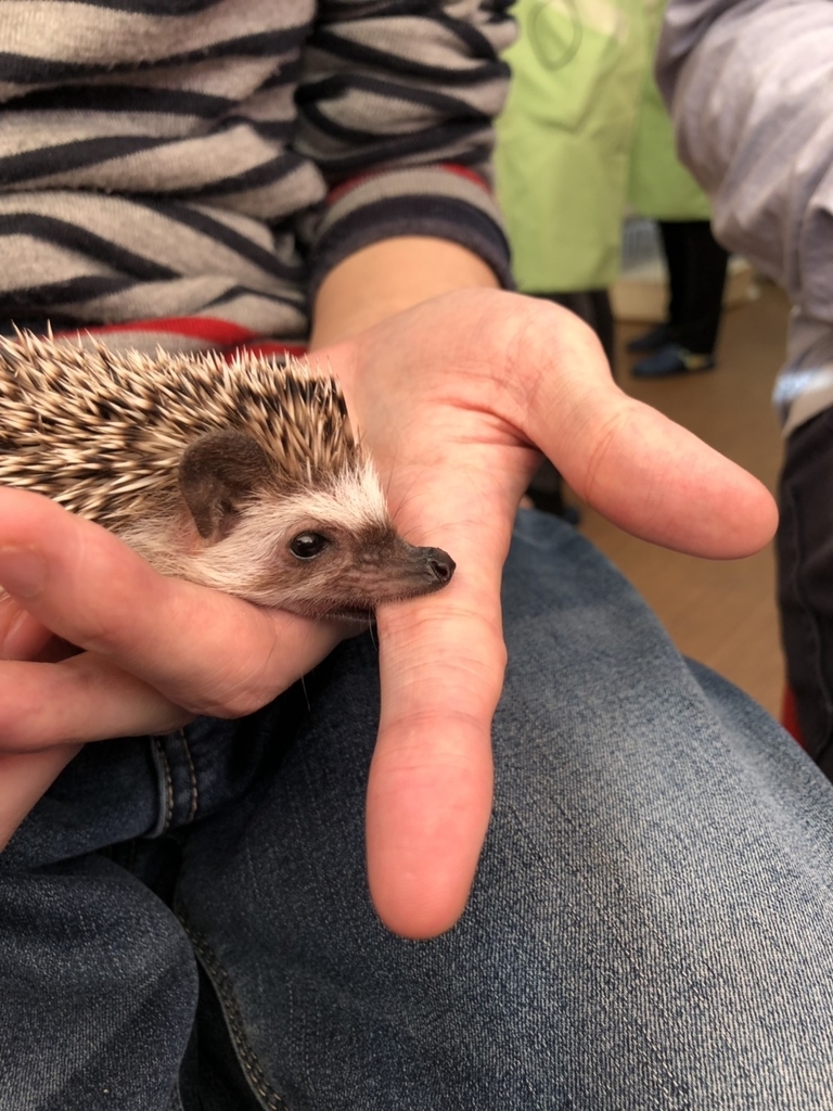 f:id:rioner2525:20190225111655j:plain