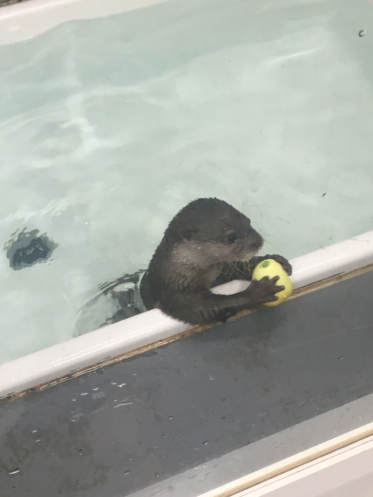 f:id:rioner2525:20190225112524j:plain