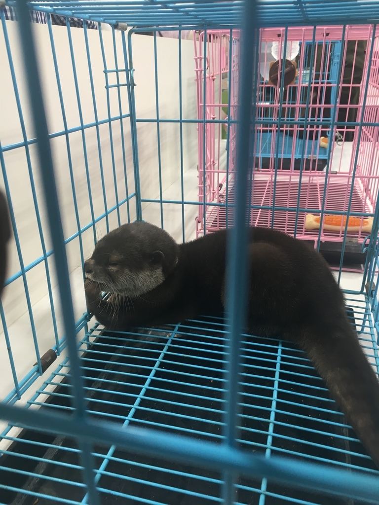 f:id:rioner2525:20190225112702j:plain