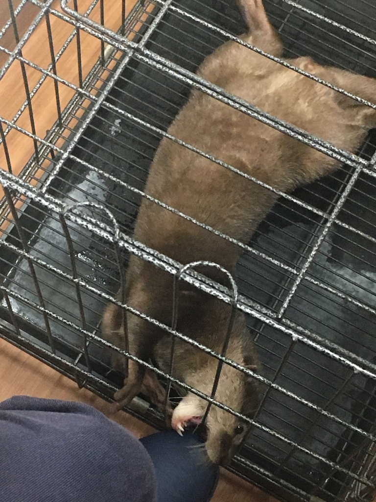 f:id:rioner2525:20190225112825j:plain