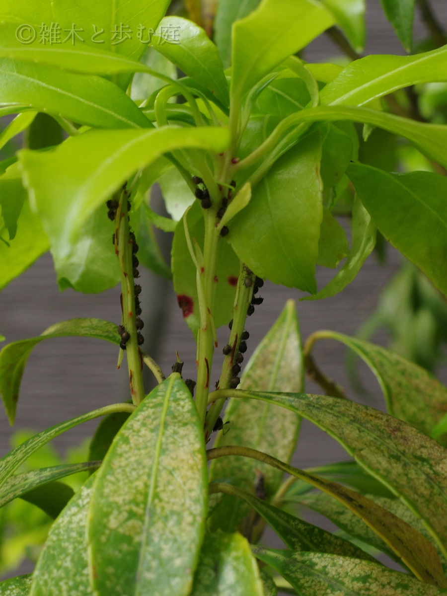 アセビの害虫退治 - 雑木と歩む庭