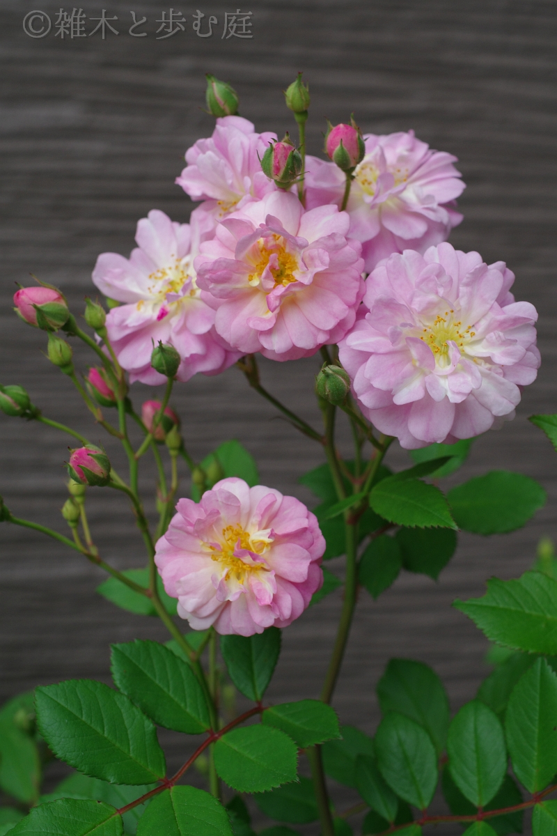 バラを(*^^*)｜園芸日記byカシワバアジサイ｜みんなの趣味の園芸