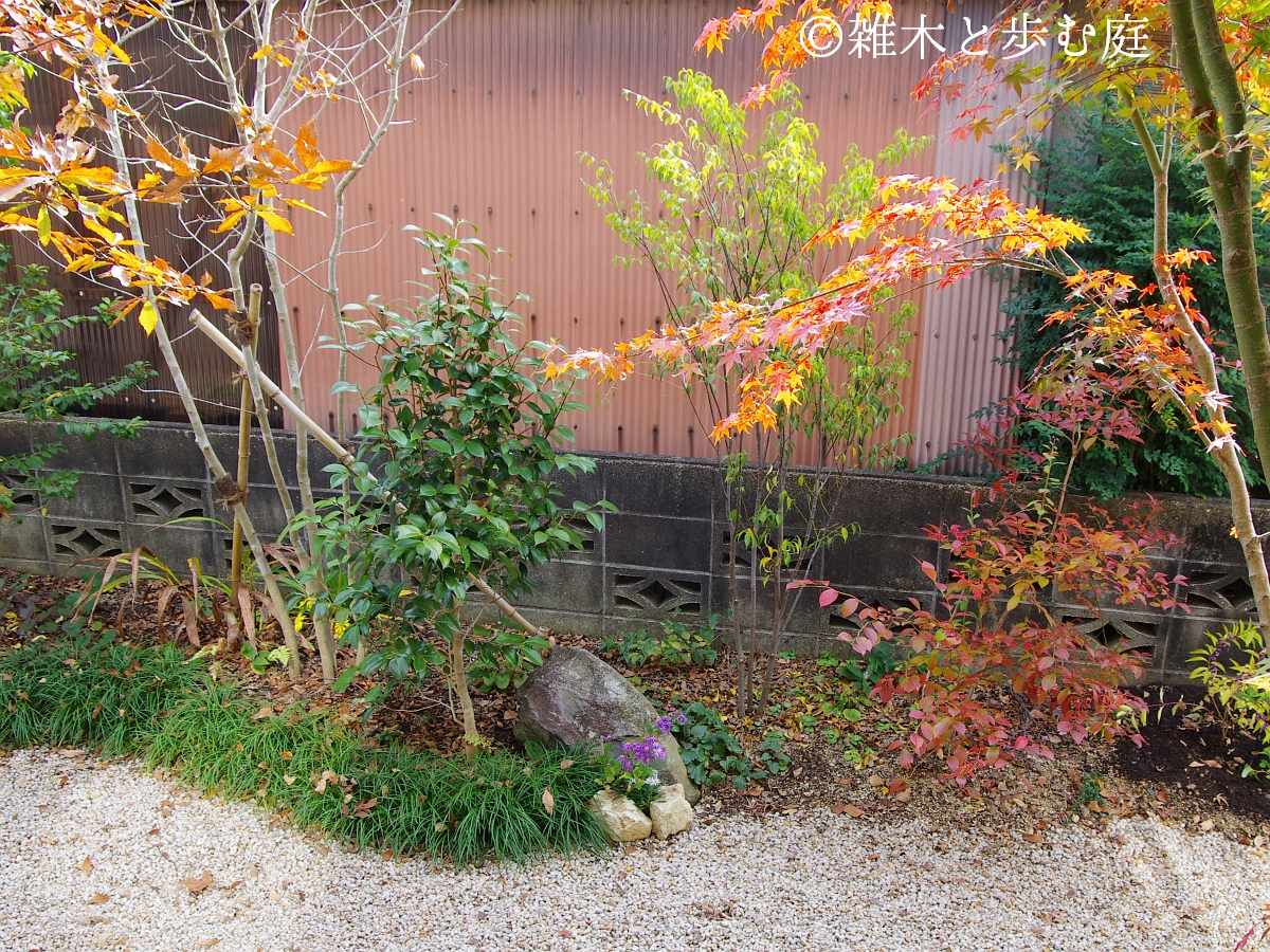 植木・庭木】ボックスウッド 段作り 仕立物 9-1