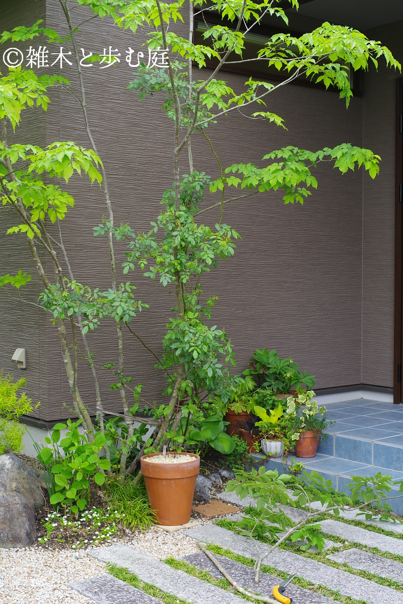 株立ち ジューンベリー 白花 果樹 苗木 26 雑木と歩む庭