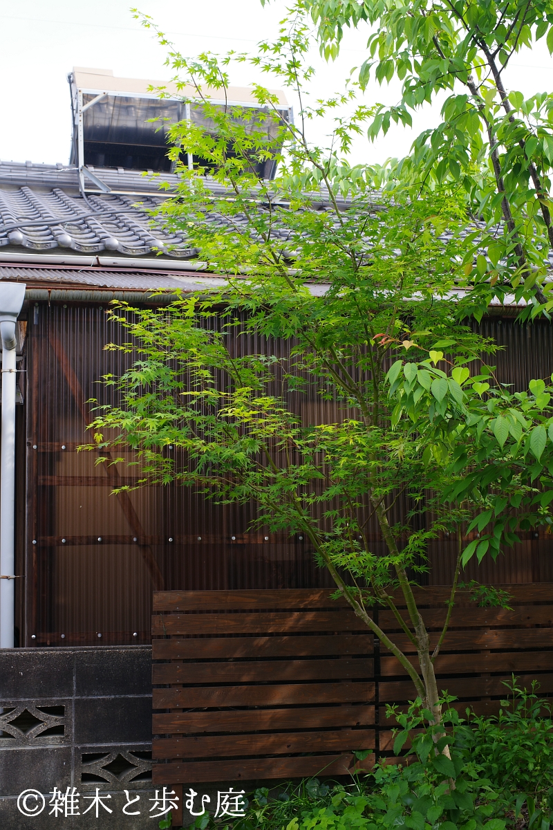さや！アオダモ 18818-MTH-YAMAZAKURA-DX-SKP-WP