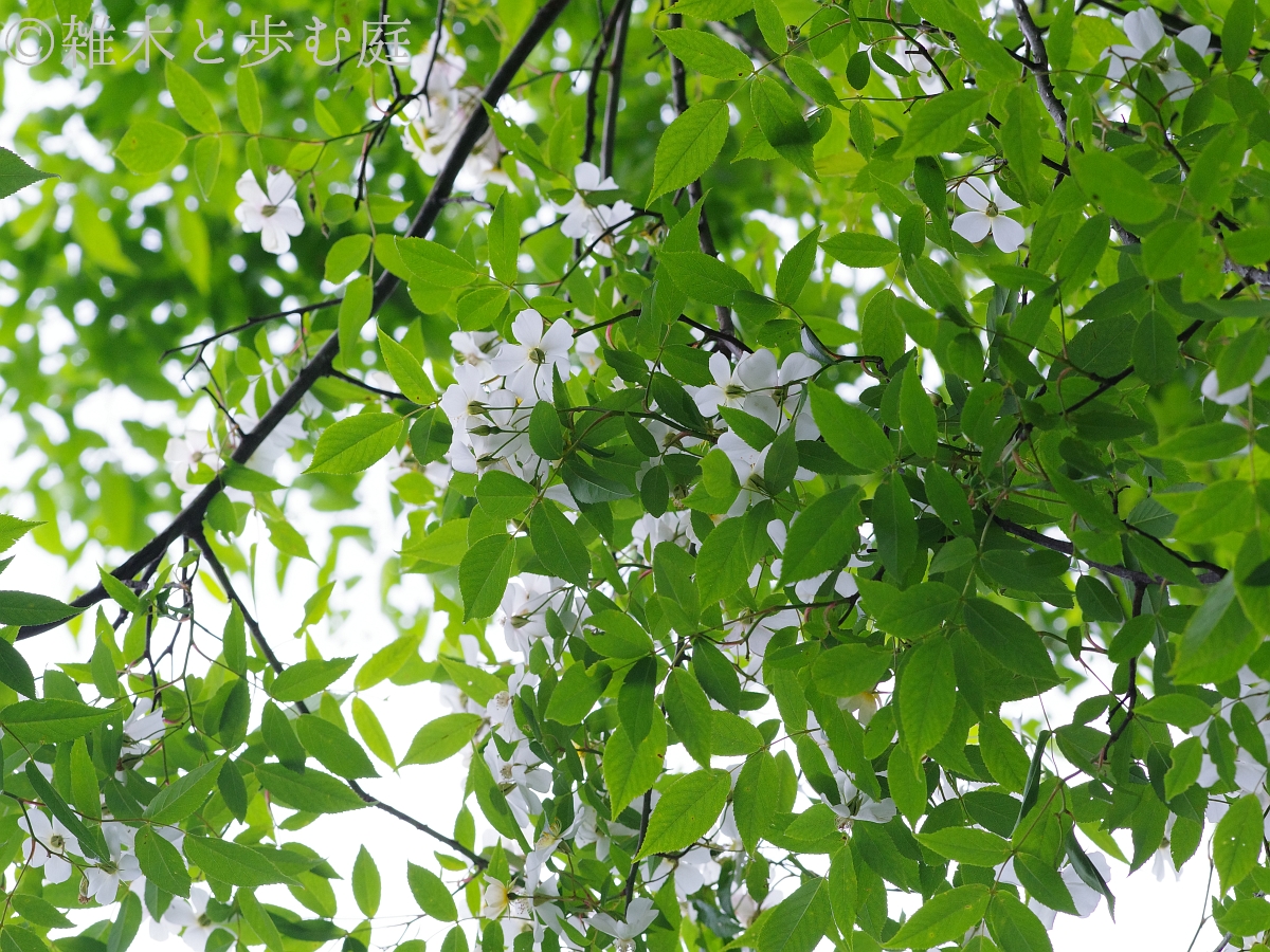 ヤマイバラの花を求めて（その2） - 雑木と歩む庭