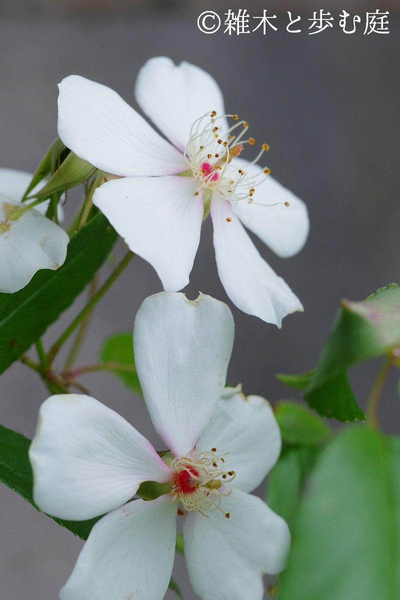 ヤマイバラの花を求めて（その2） - 雑木と歩む庭