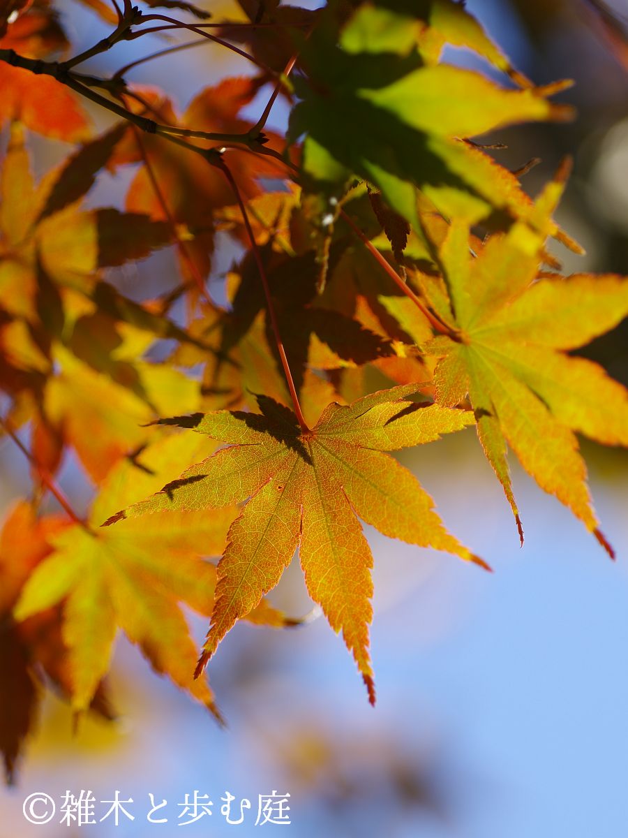 見事！ただ見事！根上がりイロハモミジ。 雑木と歩む庭