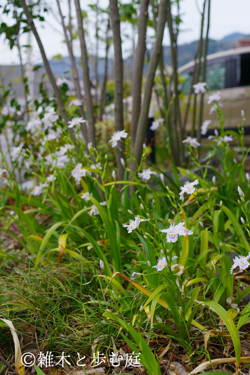 庭の様子（2025年4月12～13日）新緑とシャガの花 - 雑木と歩む庭