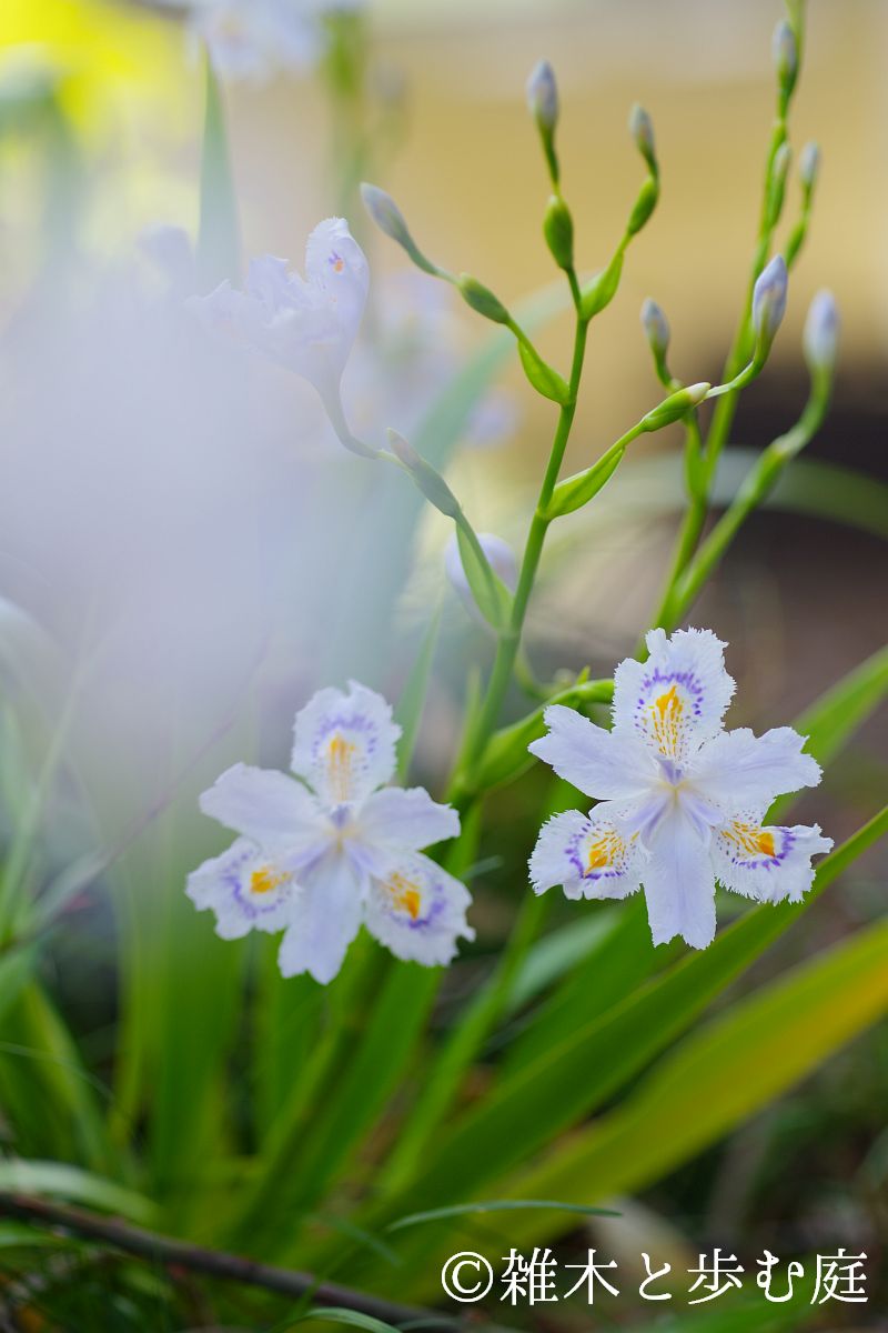 白花緑陰 庭の様子（2025年4月12～13日）新緑とシャガの花 - 雑木と歩む庭
