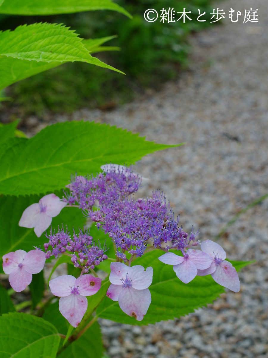 庭の紫陽花（2025年） - 雑木と歩む庭