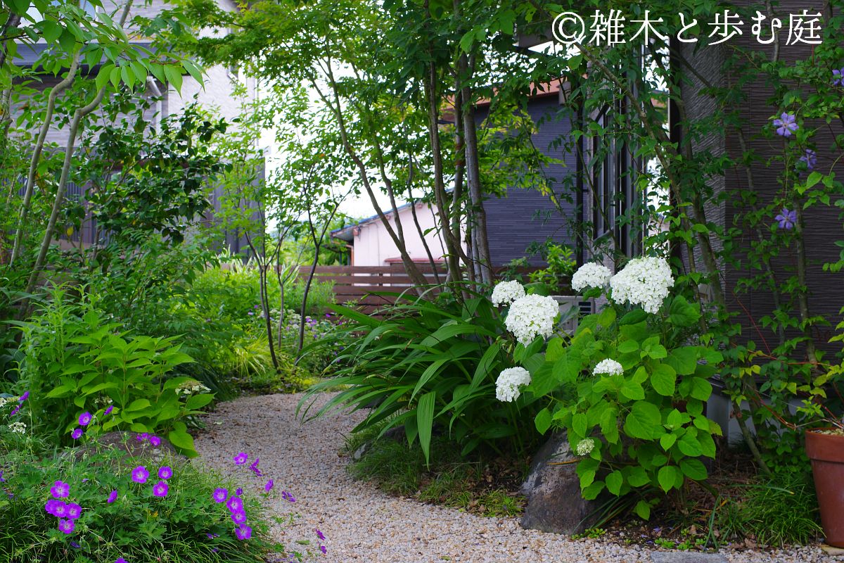 庭の紫陽花（2025年） - 雑木と歩む庭