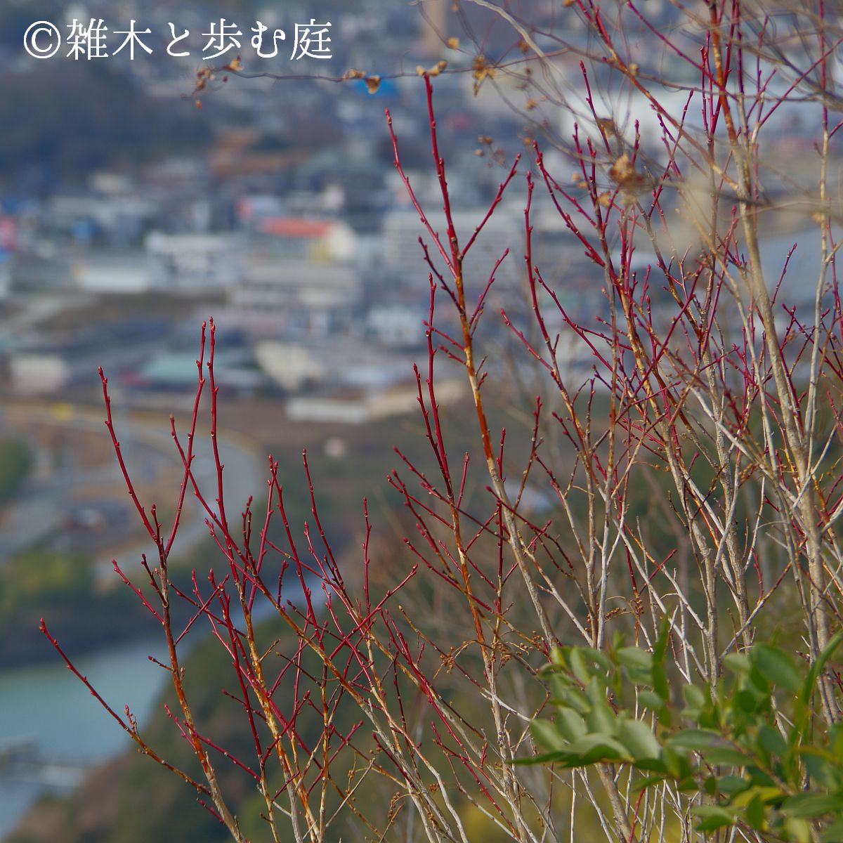 雑木の追加植栽：ネジキ - 雑木と歩む庭