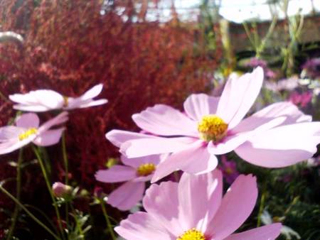 f:id:ripjyr:20071104121627j:image