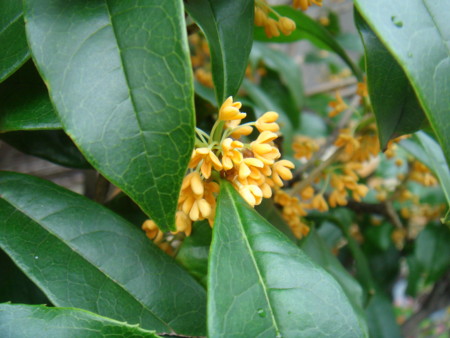 f:id:ripjyr:20081007072416j:image