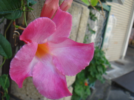 f:id:ripjyr:20081019115924j:image