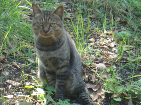 f:id:ripjyr:20081019135245j:image