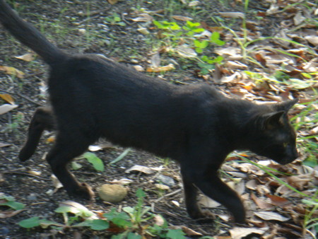 f:id:ripjyr:20081019135254j:image