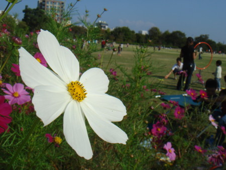 f:id:ripjyr:20081019143400j:image