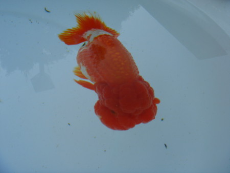 f:id:ripjyr:20081019152528j:image