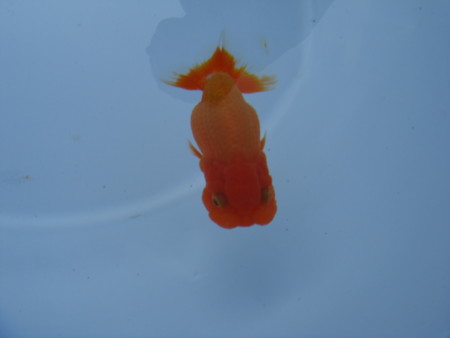 f:id:ripjyr:20081019152550j:image