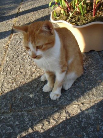 f:id:ripjyr:20081019153013j:image