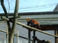 [天王寺動物園]