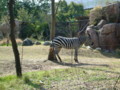 [天王寺動物園]