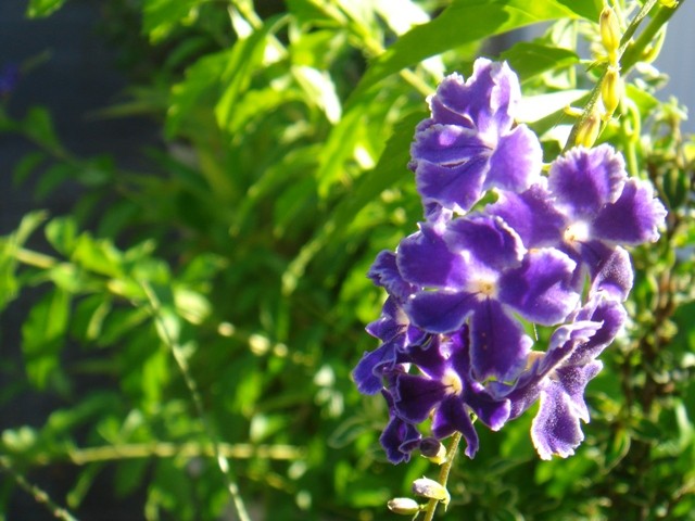 f:id:ripjyr:20100720072628j:image