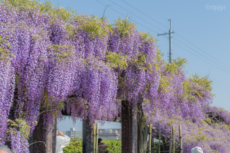 f:id:ripjyr:20150426152315j:image