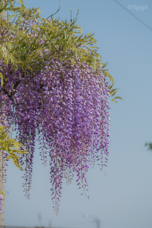 f:id:ripjyr:20150426152945j:image