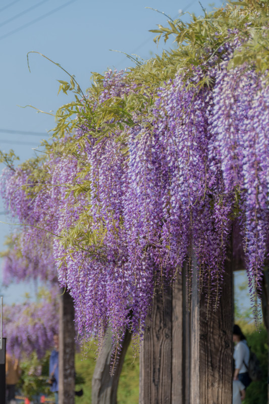 f:id:ripjyr:20150426155157j:image