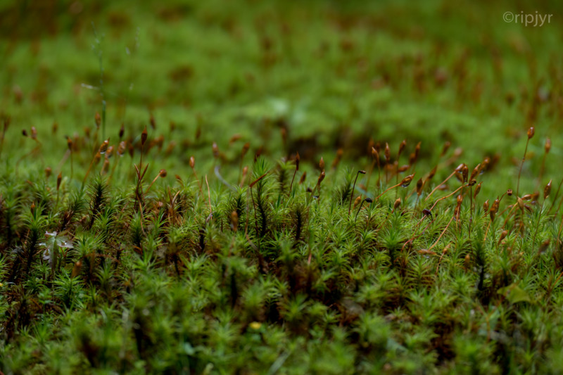 f:id:ripjyr:20160621112710j:image