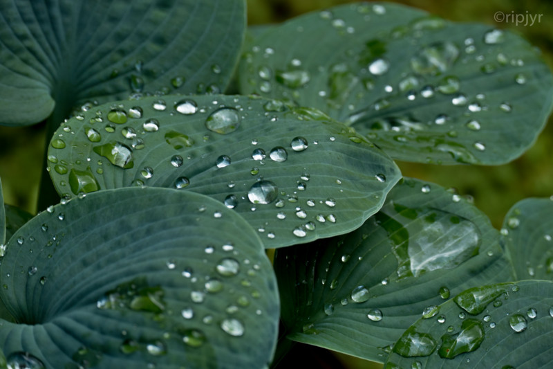 f:id:ripjyr:20160621112936j:image