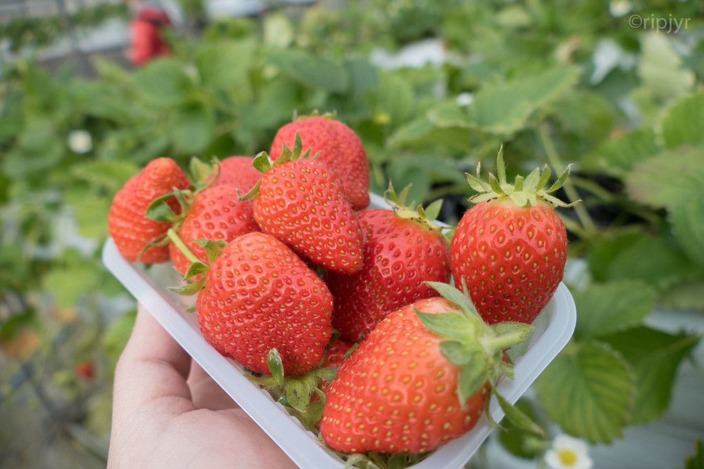 f:id:ripjyr:20190210151844j:plain