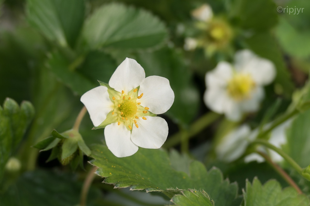 f:id:ripjyr:20190210153109j:plain