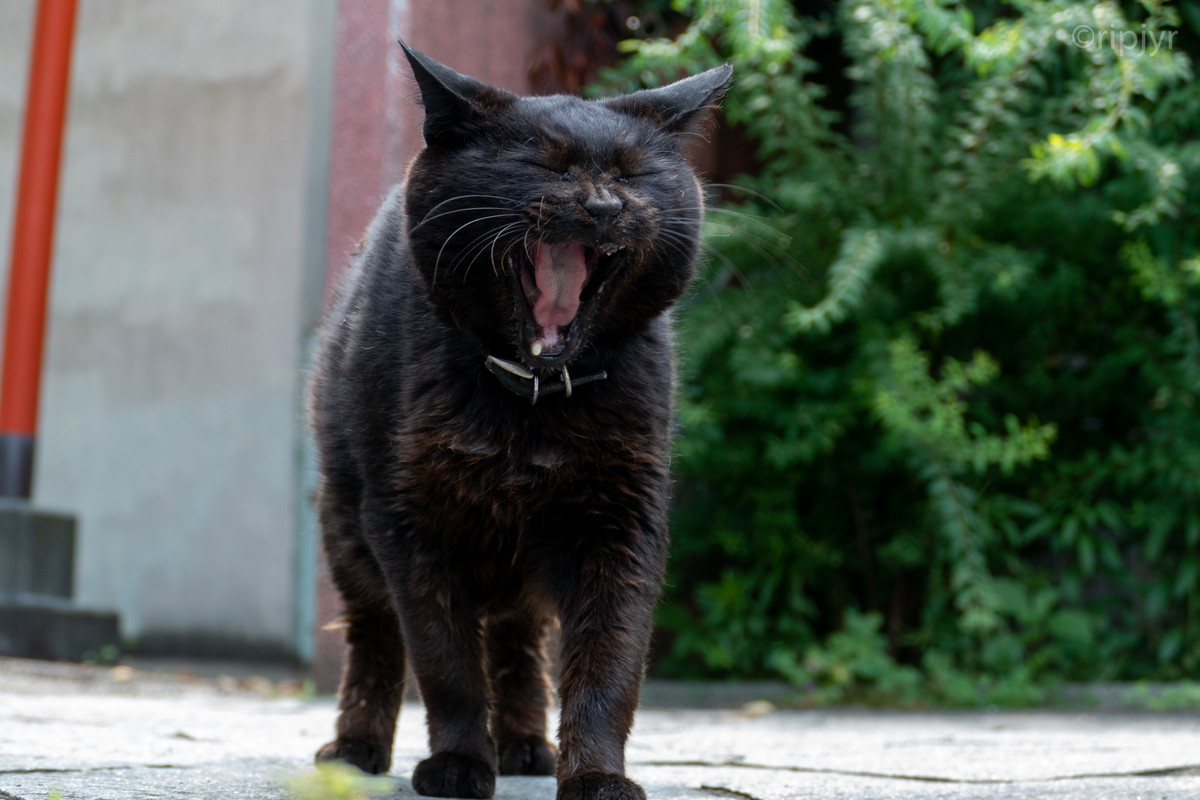 f:id:ripjyr:20210624140731j:plain