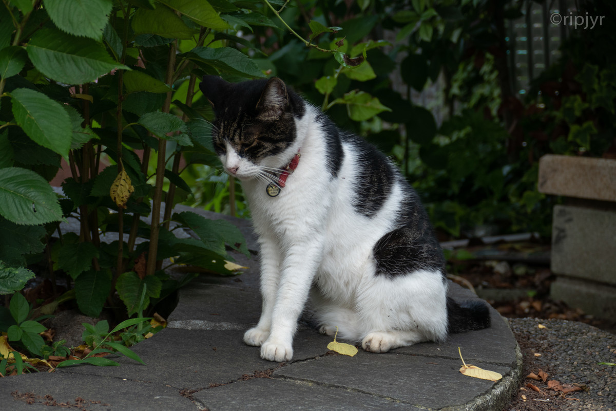 f:id:ripjyr:20210624140753j:plain