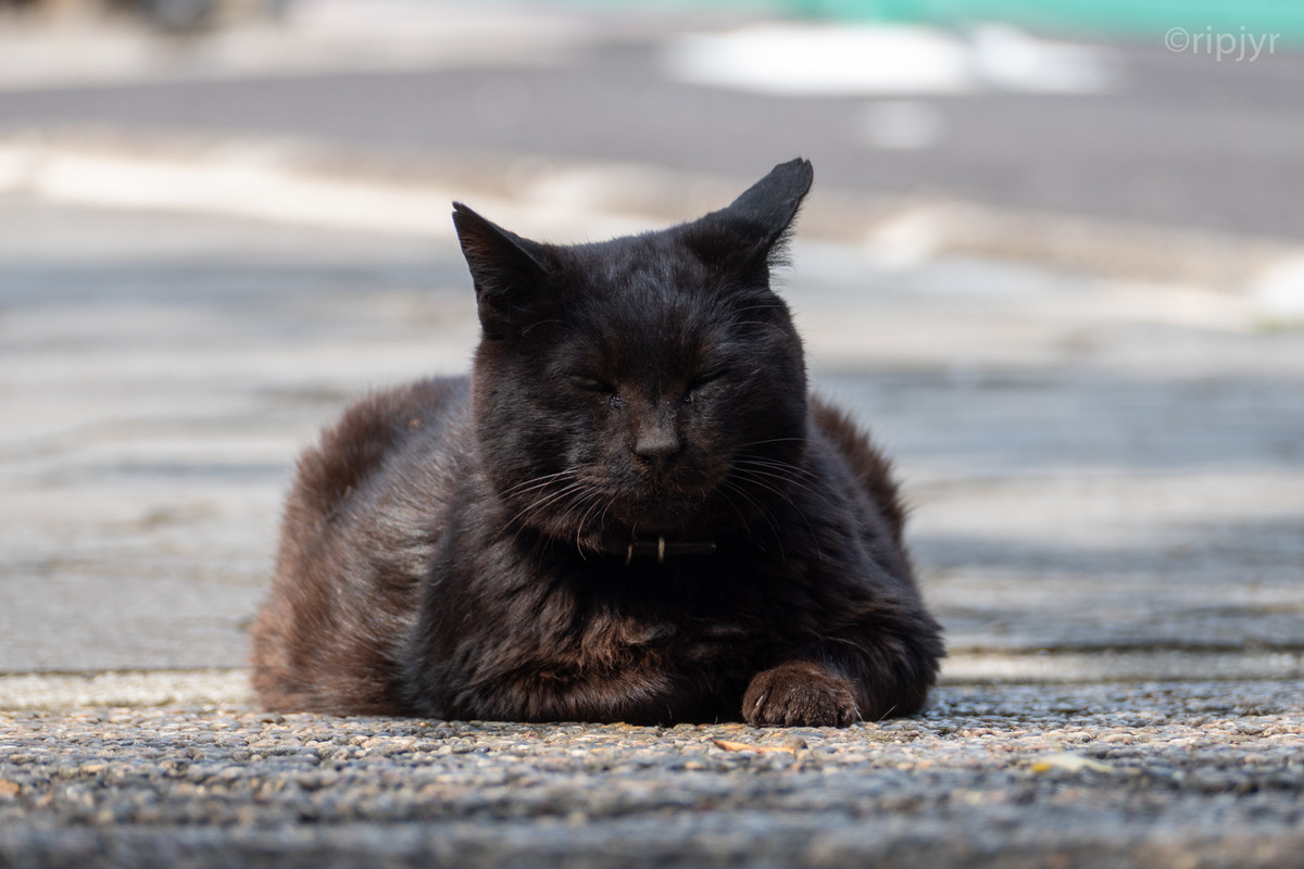 f:id:ripjyr:20210624140922j:plain