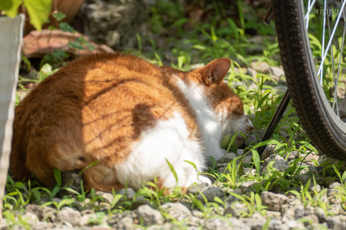 f:id:ripjyr:20210624141107j:plain