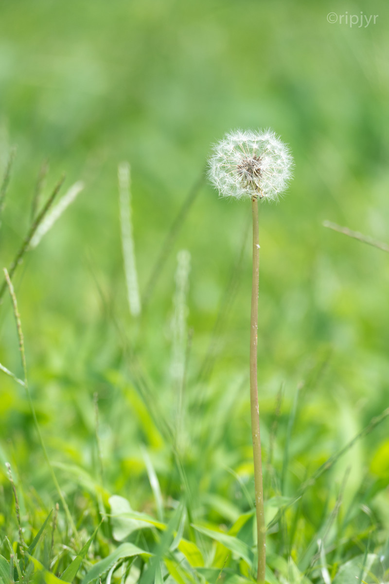 f:id:ripjyr:20210720132648j:plain